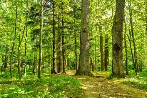 Forêt de Brocéliande